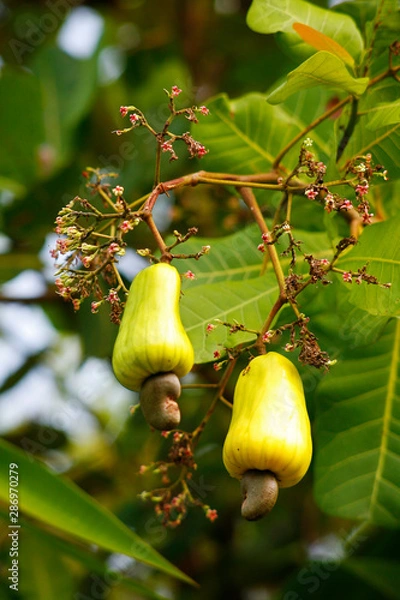 Obraz Fruit on tree. Cashew Nut - Chumphon
