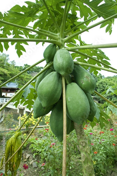 Obraz Fruit on tree. Papaya - Nan