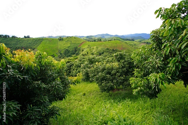 Obraz Fruit on tree. Mango - Tak