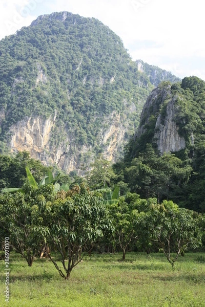 Obraz Fruit on tree. Mango - Uthai Thani