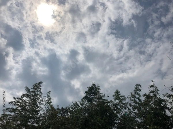 Obraz blue sky and trees