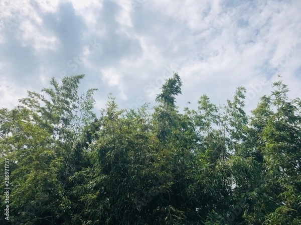 Fototapeta trees and sky