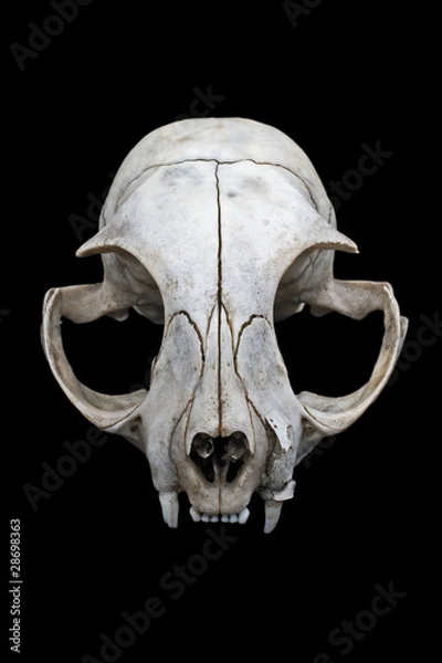 Obraz Cat skull
