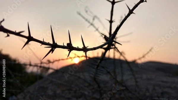 Obraz sunset in forest