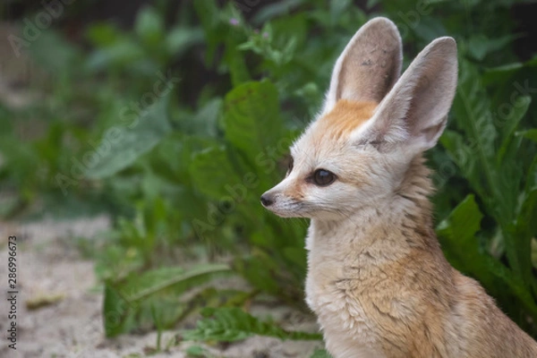 Fototapeta Fennec fox, Vulpes zerda, close up portrait of face and large ears while sitting looking away during a bright summers day.