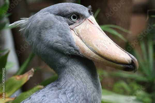 Fototapeta ハシビロコウ