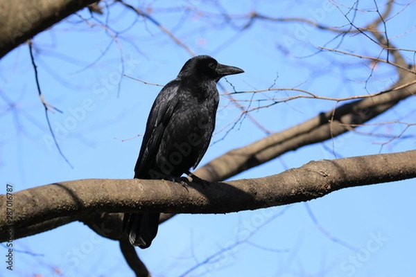 Obraz 木にとまる横を向いたカラス