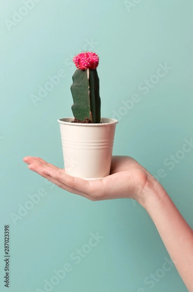Obraz cactus in pot