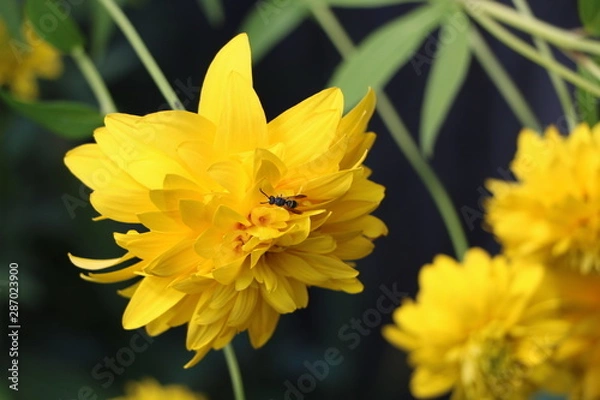 Obraz beautiful garden flowers