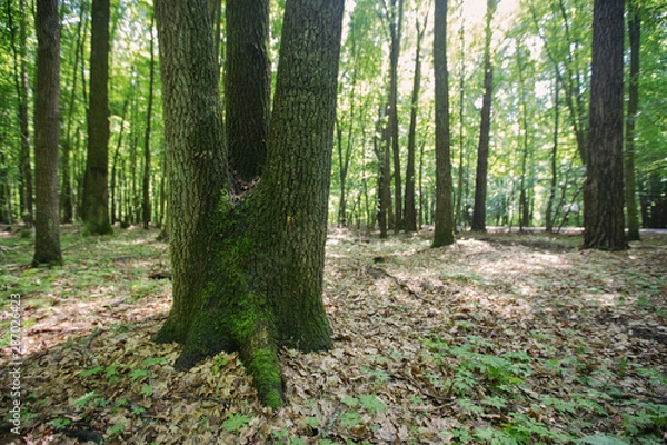 Obraz Beautiful trees root and bark in the forest nature landscape green grass