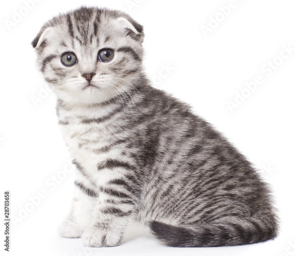 Fototapeta Portrait kitty, scottish sort on white background