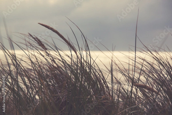 Fototapeta grass in the wind on sandy dunes at the beach in holland at the north sea