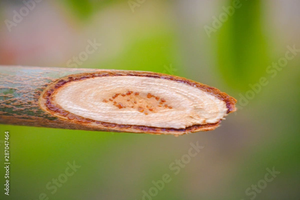 Obraz slice of apple pie