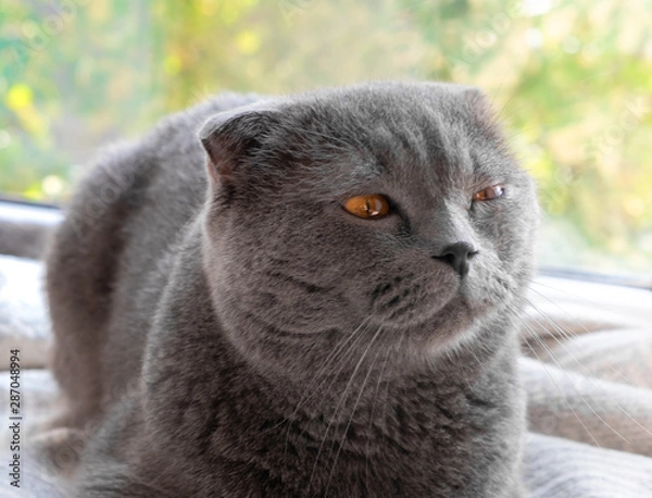 Fototapeta cat looks out the window