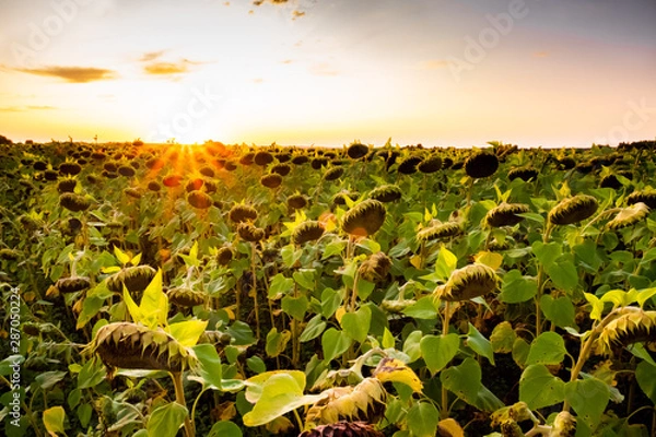 Fototapeta sunflowers at sunset