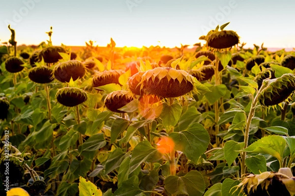 Fototapeta sunflowers at sunset