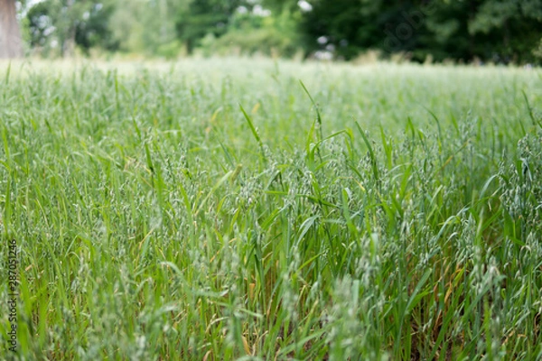 Fototapeta oats in the field