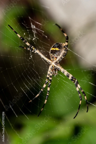 Obraz  Spider on its net