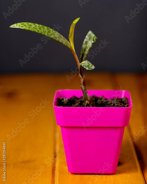 Obraz Potted plant