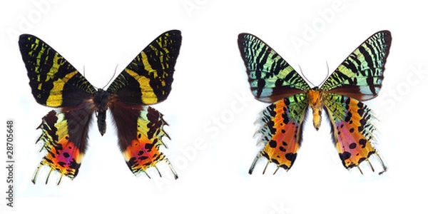 Obraz Sunset Moth, (Chrysiridia madagascariensis