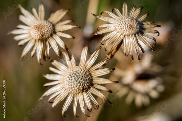 Obraz Dry flowers close-up