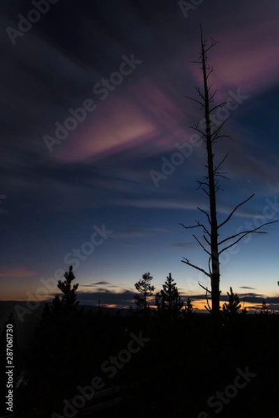 Obraz silhouette of a tree at sunset
