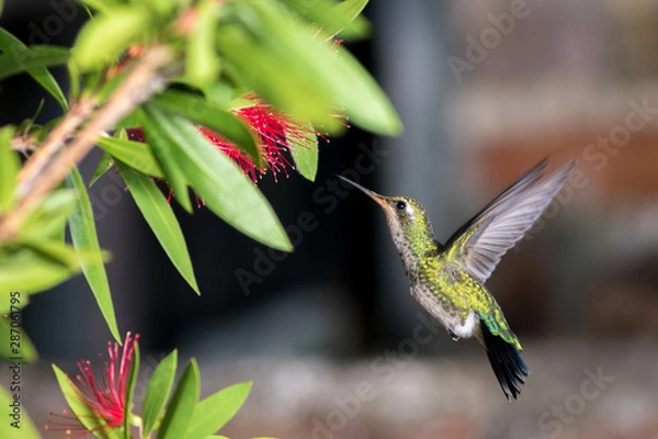 Obraz Hummingbird on a flower