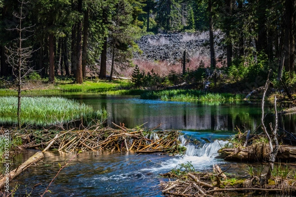Fototapeta Small beaver dam creates a waterfall at North Fork Little Butte Creek