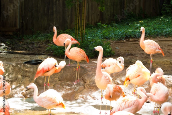 Obraz flamingos