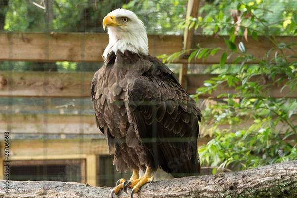 Obraz bald eagle