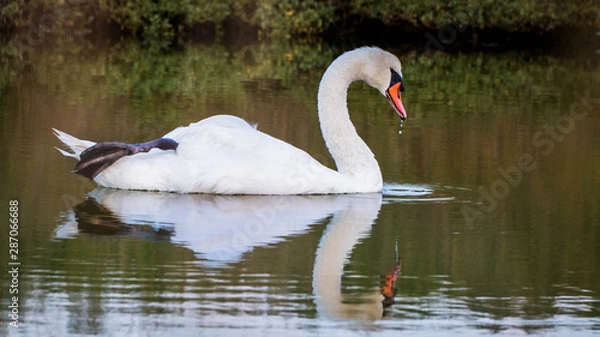 Obraz cygne