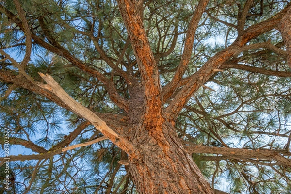 Fototapeta Looking up a pine tree on Saddle Rock Wenatchee hike