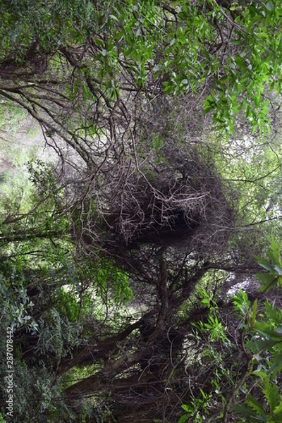 Obraz Arbol extraño