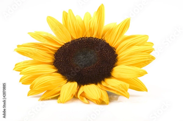 Obraz sunflower