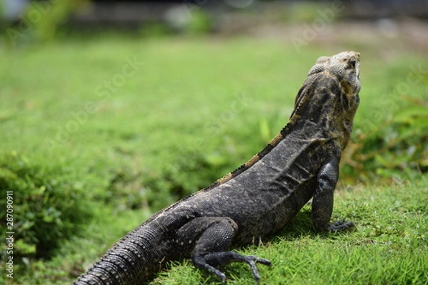 Fototapeta Camino Lento