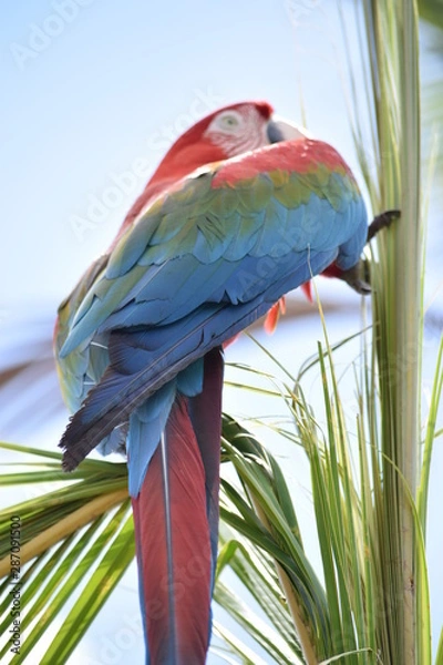 Fototapeta Guacamaya