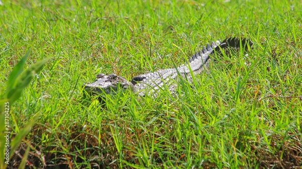 Fototapeta Crocodile hiding in grass