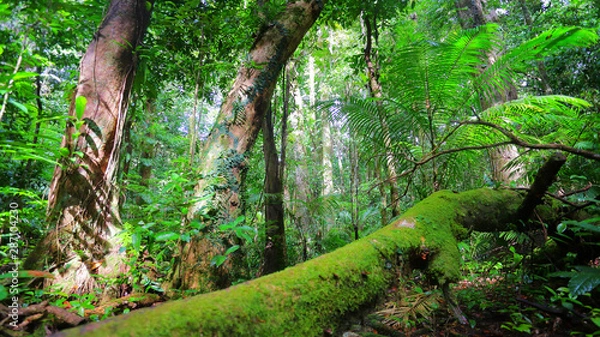 Fototapeta Tropical rainforest with a moss covered tree on fore ground