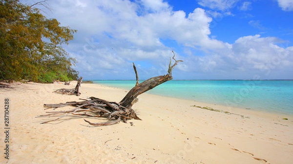Fototapeta Beach with turquoise water and a picturesque dried tree trunk