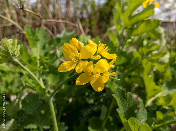 Obraz Yellow Flowers in the Garden