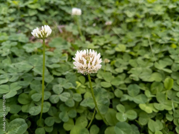 Obraz Clover Flower