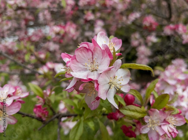 Obraz Crabapple Blossoms