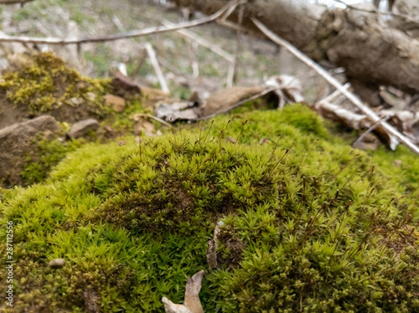 Obraz Moss in the Woods