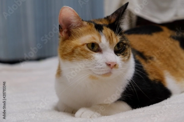 Fototapeta 三毛猫