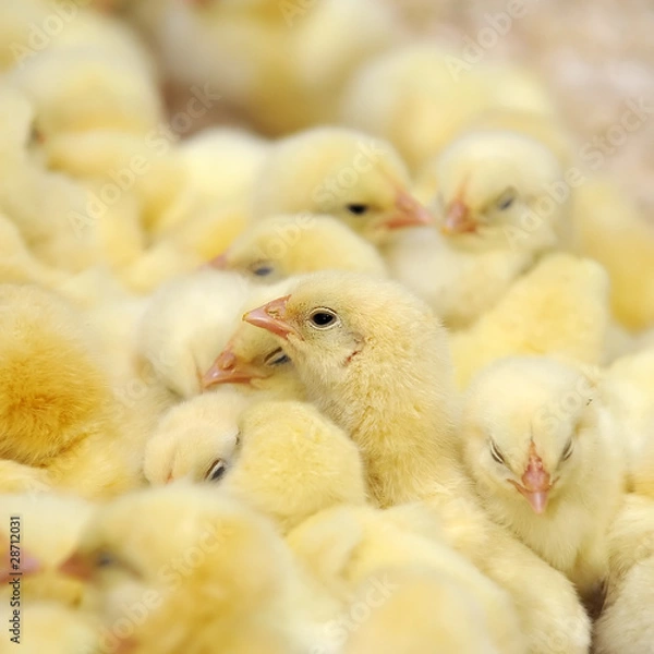 Obraz Gruppo di pulcini