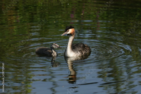 Fototapeta A beautiful Great crested Grebe, Podiceps cristatus, and its cute baby swimming on a fast flowing river.	