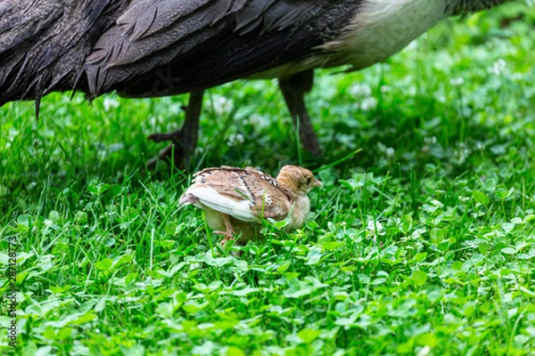 Obraz Small peacock in the grass