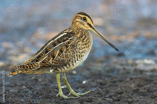 Obraz Common snipe