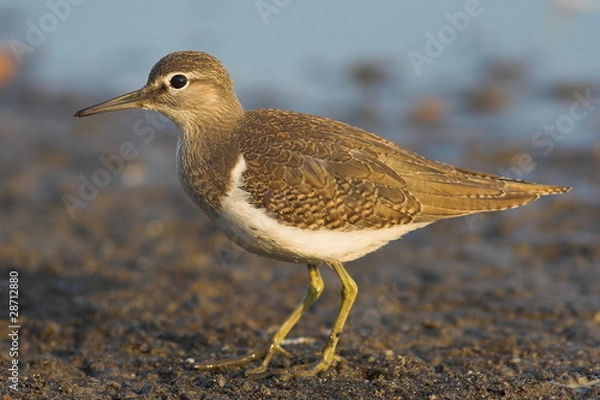 Obraz Common sandpiper