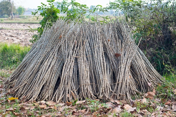 Fototapeta heap tree cassava used in agriculture